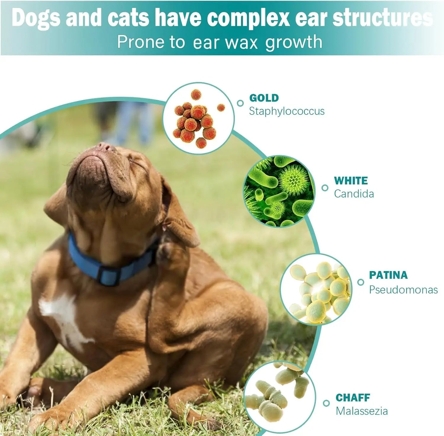 Pet Ear Wipes Cleaner - PAWSTHENTICS